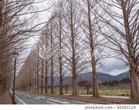 [Shiga / Makino Plateau] A row of metasequoia trees in the early morning of winter 82883124