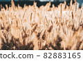 Wabi sabi dry wheat grass on sunset background 82883165