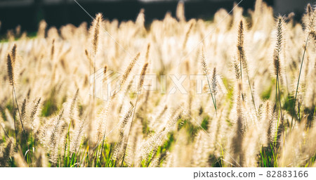 Wabi sabi dry wheatgrass on sunset background Wabi sabi dry wheatgrass on sunset background 82883166
