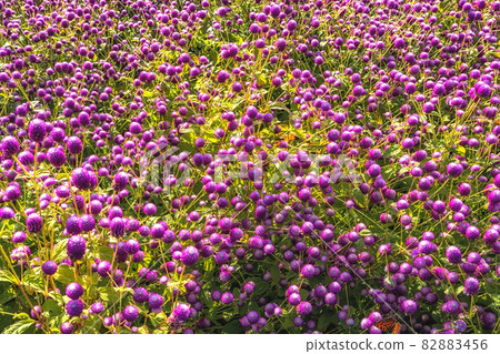 Field of purple globe amaranth Field of purple globe amaranth 82883456