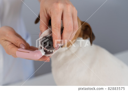 Woman veterinarian brushes the teeth of the dog jack russell terrier with a special brush putting it on her finger. Woman veterinarian brushes the teeth of the dog jack russell terrier with a special brush putting it on her finger. 82883575