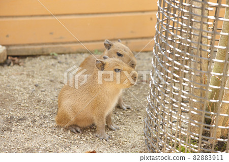 Capybara's baby Capybara's baby 82883911