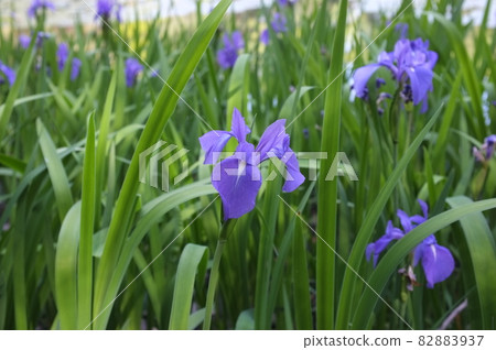 Moriwaka blooming in Heian Jingu Shrine 82883937
