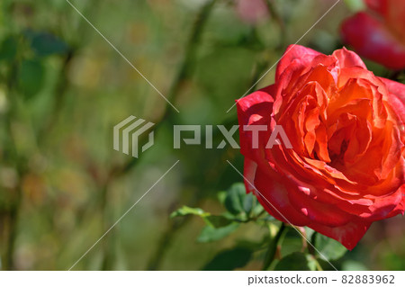 Ofuna Flower Center Flowerbed / Autumn Rose Garden Ofuna Flower Center Flowerbed / Autumn Rose Garden 82883962