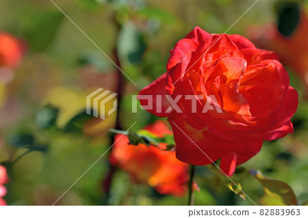 Ofuna Flower Center Flowerbed / Autumn Rose Garden Ofuna Flower Center Flowerbed / Autumn Rose Garden 82883963