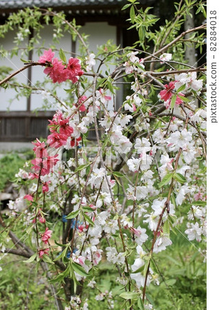 鮮花和老房子 鮮花和老房子 82884018