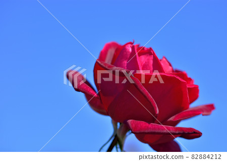 Ofuna Flower Center Flowerbed / Autumn Rose Garden 82884212