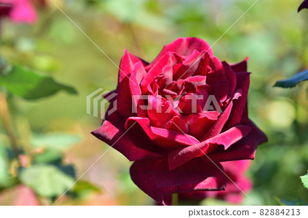 Ofuna Flower Center Flowerbed / Autumn Rose Garden Ofuna Flower Center Flowerbed / Autumn Rose Garden 82884213