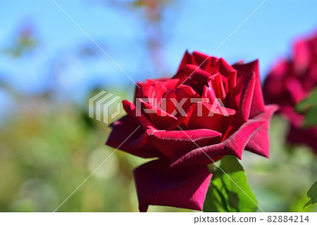 Ofuna Flower Center Flowerbed / Autumn Rose Garden Ofuna Flower Center Flowerbed / Autumn Rose Garden 82884214