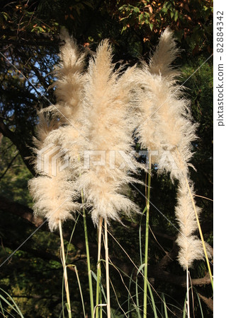 Bunpasgrass Bunpasgrass 82884342