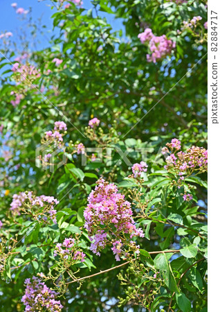Tree: Sarusuberi Miso Haigi Tree: Sarusuberi Miso Haigi 82884717