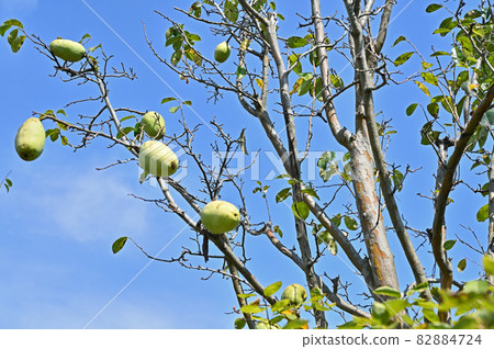 Tree: Karin rose family Tree: Karin rose family 82884724