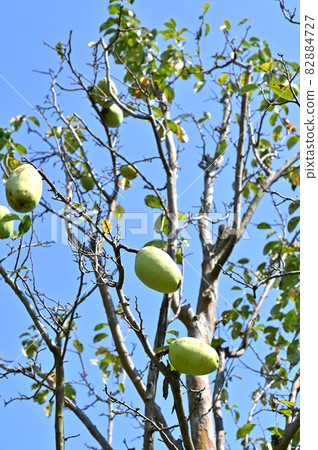 Tree: Karin rose family 82884727