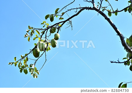 Tree: Karin rose family Tree: Karin rose family 82884730
