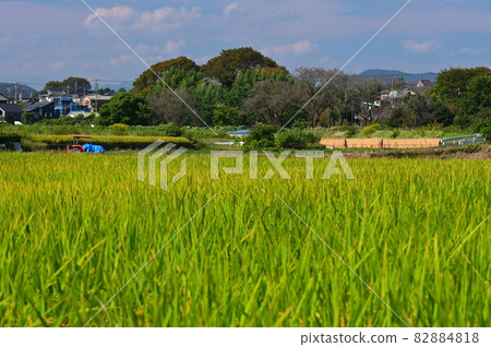 Rural scenery approaching autumn << Atsugi City >> 82884818