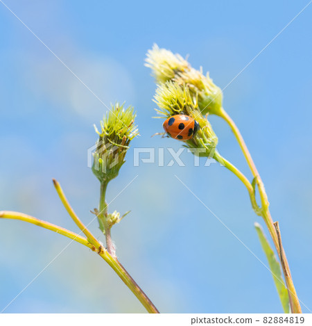 [Insects] Red Coccinella septempunctata 82884819
