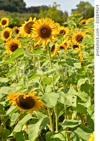 植物：向日葵菊科 82884924