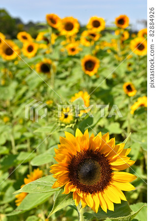 植物：向日葵菊科 82884926