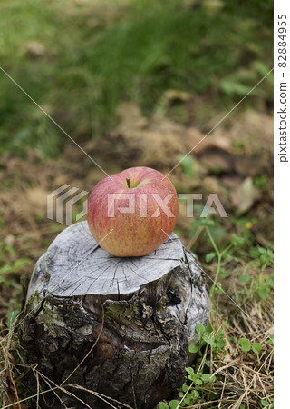 Apples and stumps 82884955