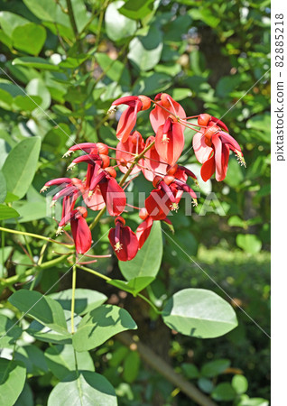 樹： Deigo豆科 82885218