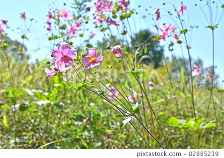 植物：大黃科毛cup 82885219