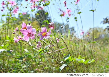 植物：大黃科毛cup 82885220