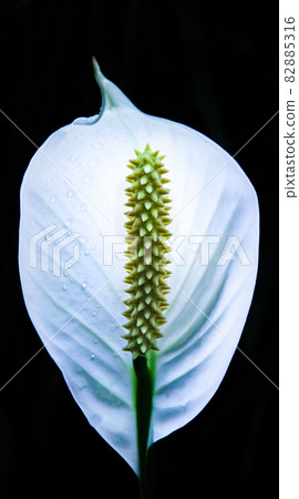 It is a flower of Kaiu color. It is reminiscent of a spiritual image. It is a flower of Kaiu color. It is reminiscent of a spiritual image. 82885316