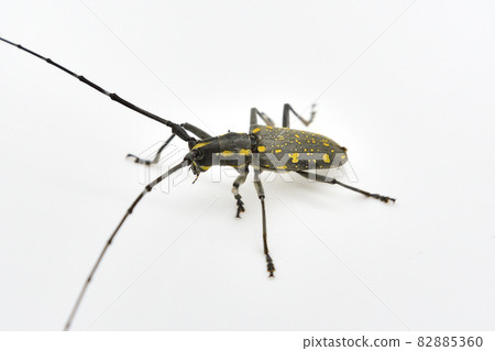 Longhorn beetle 82885360