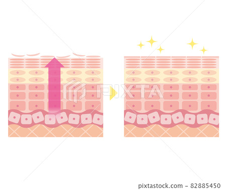 Epidermis turnover Skin structure Skin diagram Beauty 82885450
