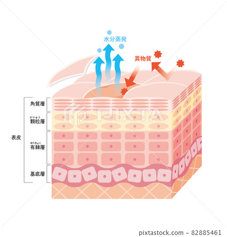 Epidermis of dry skin Skin structure Skin... - Stock Illustration ...