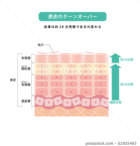 Epidermis turnover Skin structure Skin diagram Beauty Epidermis turnover Skin structure Skin diagram Beauty 82885465