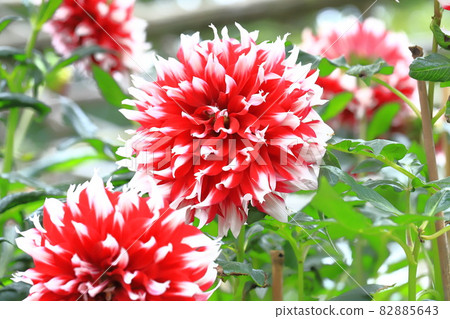 Large dahlia flower 82885643