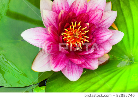 It is a close-up photo of a red lotus flower. It is a very precise depiction. 82885746
