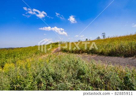 [Nature] Meadow and road under the blue sky Background material 82885911