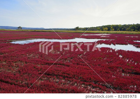 草珊瑚 草珊瑚 82885978