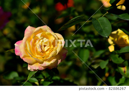 大船花卉中心花壇/秋季玫瑰園 82886267