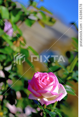 大船花卉中心花壇/秋季玫瑰園 大船花卉中心花壇/秋季玫瑰園 82886378