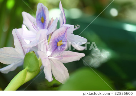 水生植物水葫蘆(Aoi Nunobukuro) 水生植物水葫蘆(Aoi Nunobukuro) 82886600