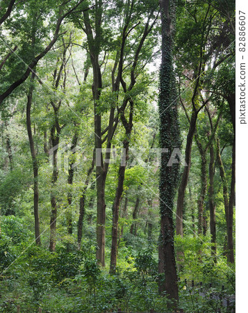 Miscellaneous trees 82886607