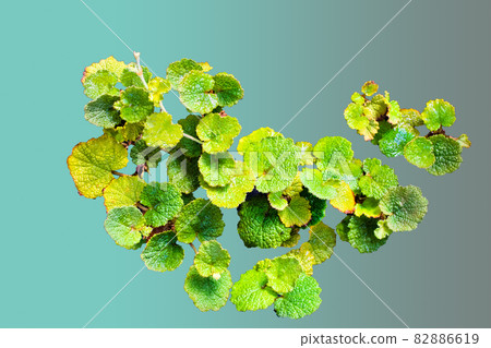 Rubus Classic是觀葉植物的葉子圖案。請為精確的效果。 82886619