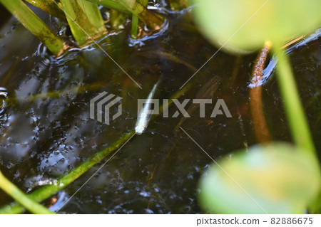 秋天的青鱂 82886675