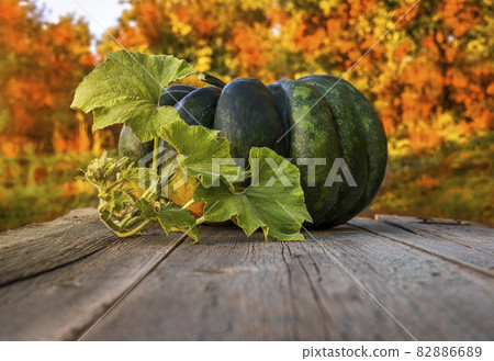Pumpkin harvest together with a stem on buds and leaves against the background of orange foliage. 82886689