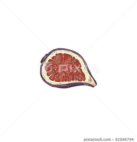 Cut half of ripe fig fruit with seeds, sketch vector illustration isolated. Cut half of ripe fig fruit with seeds, sketch vector illustration isolated. 82886794