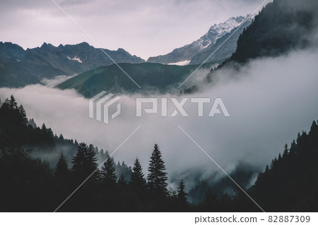 Spruce Forest Silhouettes In The Foggy Mountains Spruce Forest Silhouettes In The Foggy Mountains 82887309