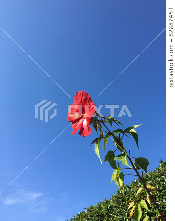 十月秋季熱帶植物 Titan Bikas 82887451