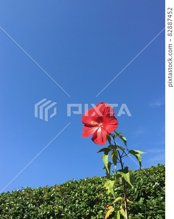 十月秋季熱帶植物 Titan Bikas 82887452