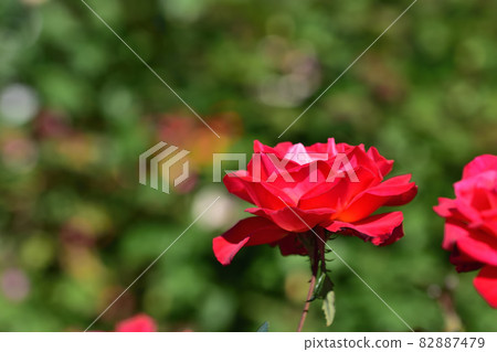 Ofuna Flower Center Flowerbed / Autumn Rose Garden Ofuna Flower Center Flowerbed / Autumn Rose Garden 82887479