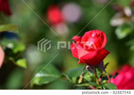 大船花卉中心花壇/秋季玫瑰園 大船花卉中心花壇/秋季玫瑰園 82887548