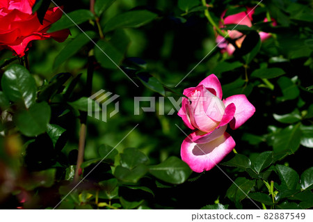 Ofuna Flower Center Flowerbed / Autumn Rose Garden 82887549