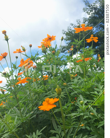 October Flower Kibana Cosmos October Flower Kibana Cosmos 82887550